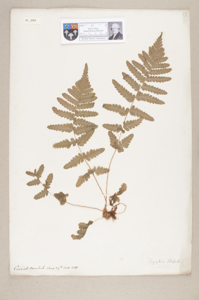 NHM_HH_5.63-2010 image NHM_HH_5.63-2010