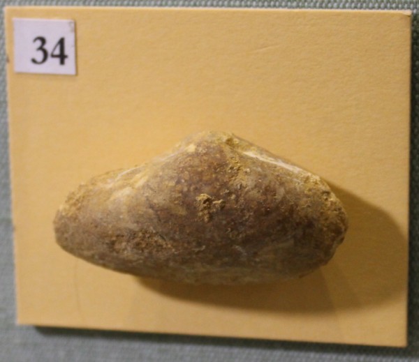 NHM.495-2017 image NHM.495-2017