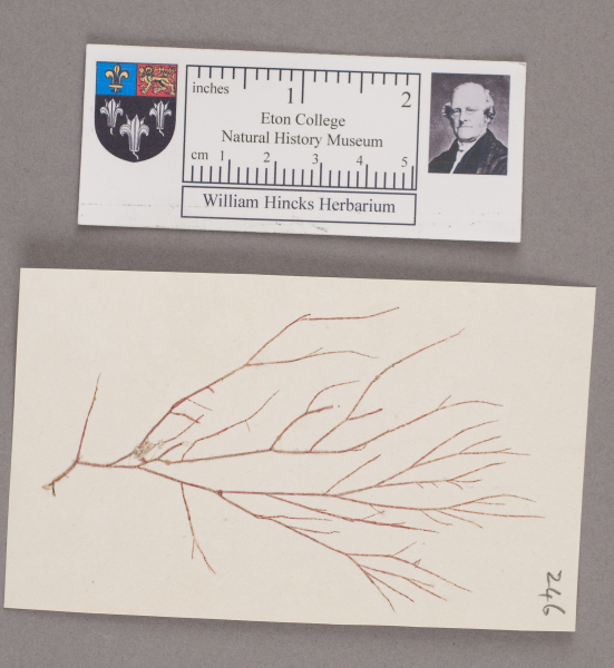 NHM_HH_1.246-2010 image NHM_HH_1.246-2010