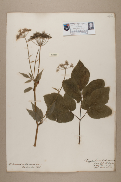 NHM_HH_21.39-2010 image NHM_HH_21.39-2010