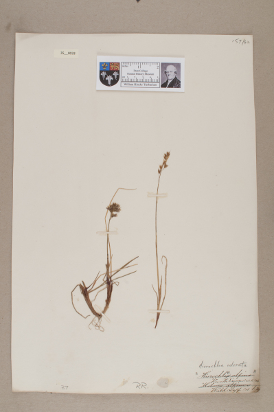 NHM_HH_35.33-2010 image NHM_HH_35.33-2010