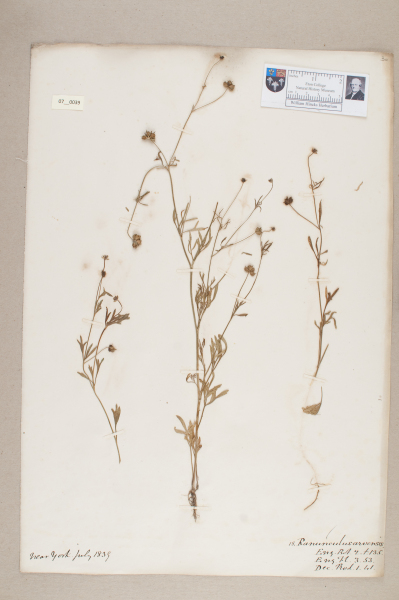 NHM_HH_7.39-2010 image NHM_HH_7.39-2010