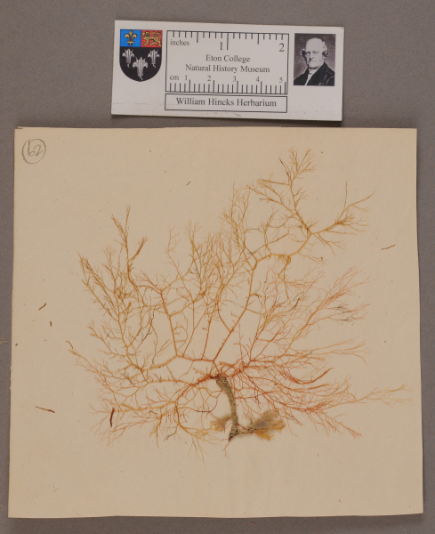 NHM_HH_1.62-2010 image NHM_HH_1.62-2010