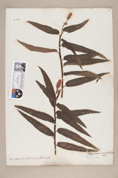 NHM_HH_8.48-2010 image NHM_HH_8.48-2010