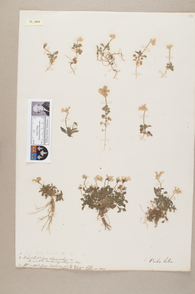 NHM_HH_10.58-2010 image NHM_HH_10.58-2010