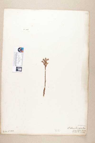 NHM_HH_24.34-2010 image NHM_HH_24.34-2010