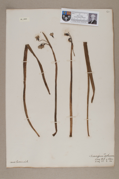 NHM_HH_38.35-2010 image NHM_HH_38.35-2010