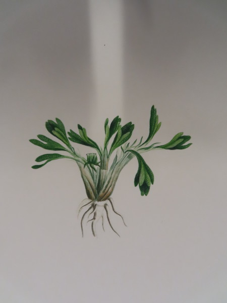 FDA-E.2916_32_5-2016-A image FDA-E.2916_32_5-2016-A