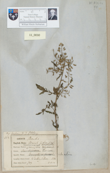 NHM_HH_11.30-2010 image NHM_HH_11.30-2010