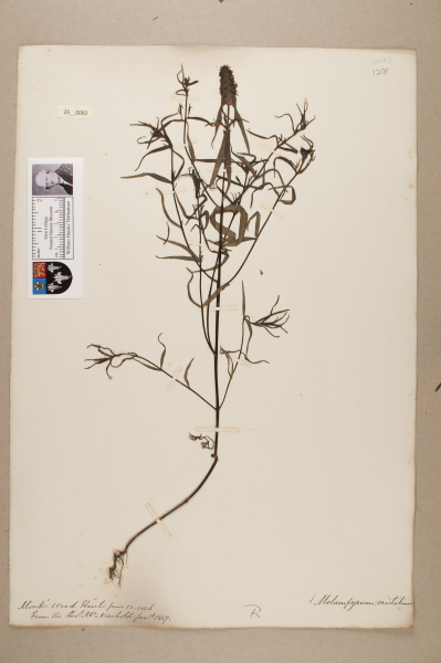 NHM_HH_25.92-2010 image NHM_HH_25.92-2010