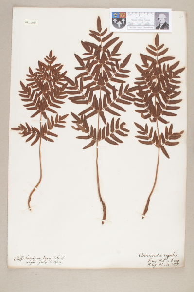 NHM_HH_4.7-2010 image NHM_HH_4.7-2010