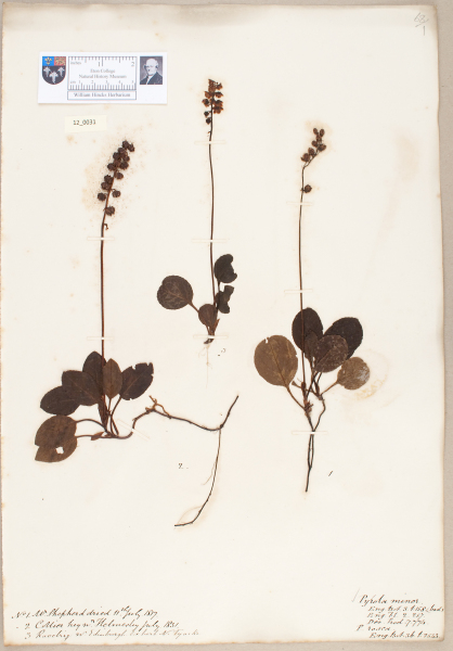 NHM_HH_12.31-2010 image NHM_HH_12.31-2010