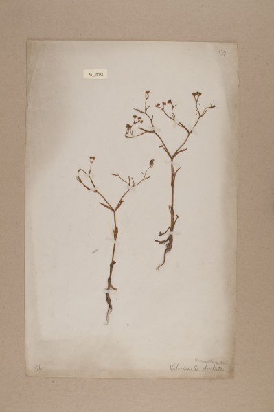 NHM_HH_26.85-2010 image NHM_HH_26.85-2010