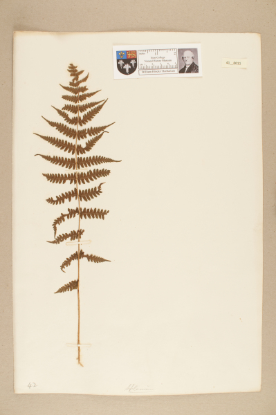 NHM_HH_41.11-2010 image NHM_HH_41.11-2010