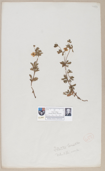 NHM_HH_13.40-2010 image NHM_HH_13.40-2010