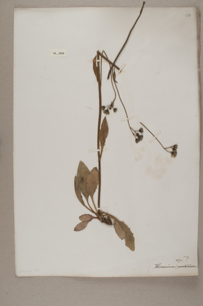 NHM_HH_28.58-2010 image NHM_HH_28.58-2010