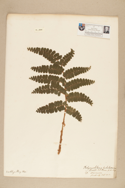 image NHM_HH_41.44-2010