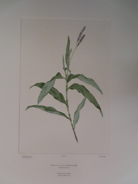 FDA-E.2916_12_20-2016 image FDA-E.2916_12_20-2016