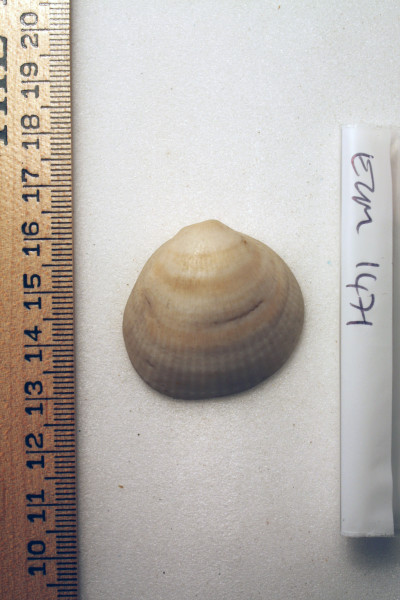 ECM.1471-2010-A image ECM.1471-2010-A