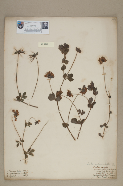 NHM_HH_15.19-2010 image NHM_HH_15.19-2010