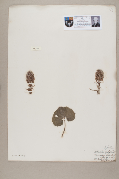 NHM_HH_29.67-2010 image NHM_HH_29.67-2010