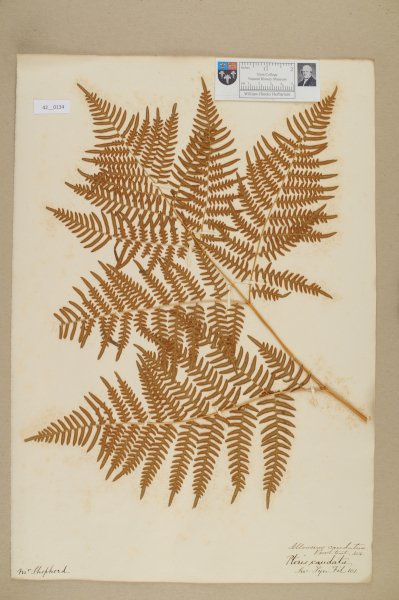 image NHM_HH_42.134-2010