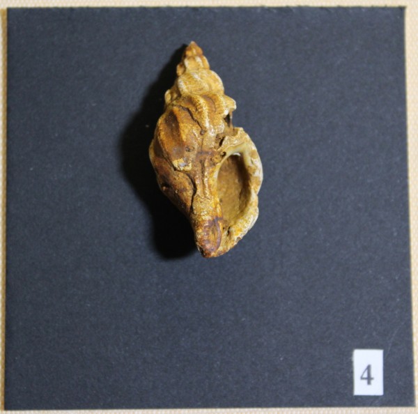 NHM-FT.4-2016 image NHM-FT.4-2016