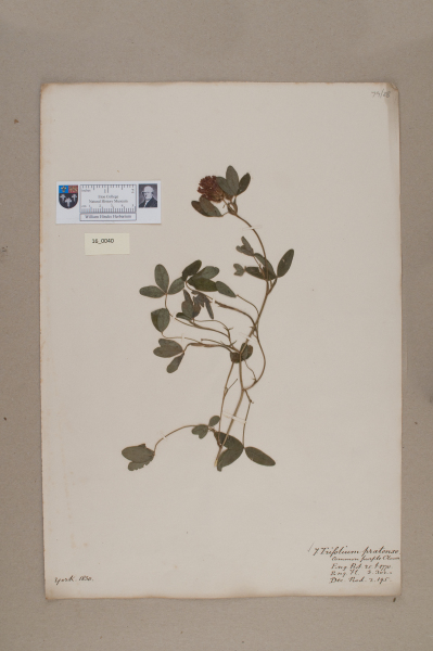 NHM_HH_16.40-2010 image NHM_HH_16.40-2010