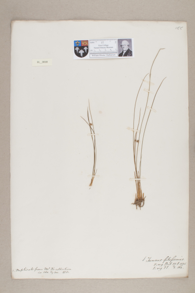 NHM_HH_31.18-2010 image NHM_HH_31.18-2010