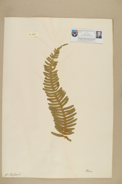 image NHM_HH_42.77-2010