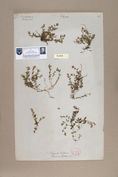 NHM_HH_18.39-2010 image NHM_HH_18.39-2010