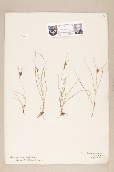 NHM_HH_33.32-2010 image NHM_HH_33.32-2010