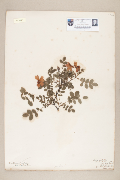 NHM_HH_44.7-2010 image NHM_HH_44.7-2010