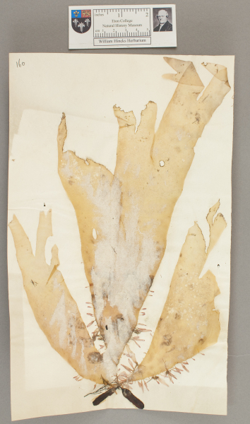 NHM_HH_1.160-2010 image NHM_HH_1.160-2010