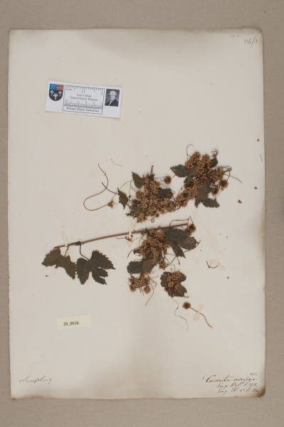 NHM_HH_20.16-2010 image NHM_HH_20.16-2010