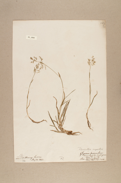 image NHM_HH_34.39-2010