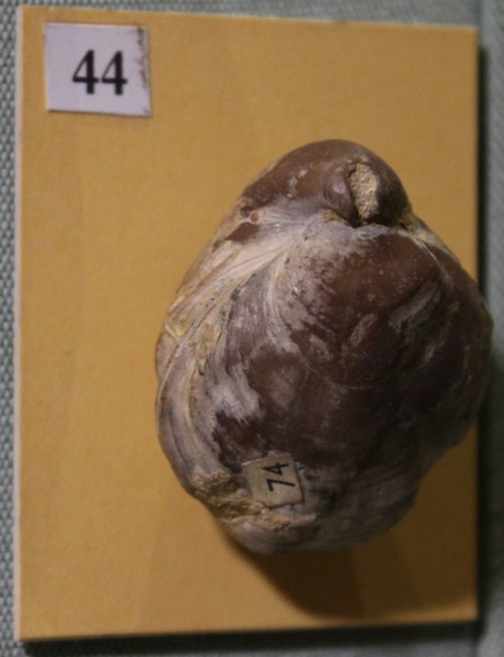 NHM.505-2017 image NHM.505-2017