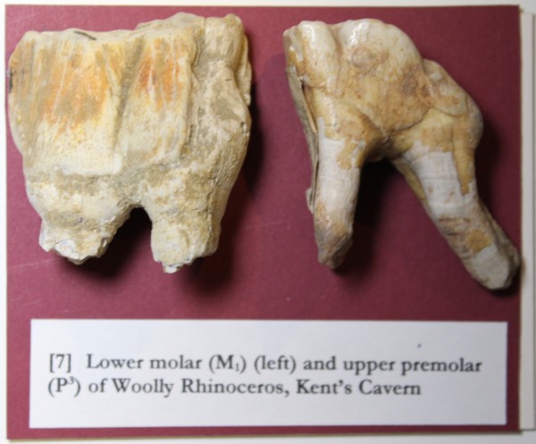 NHM.178-2016 image NHM.178-2016