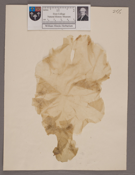 NHM_HH_1.255-2010 image NHM_HH_1.255-2010