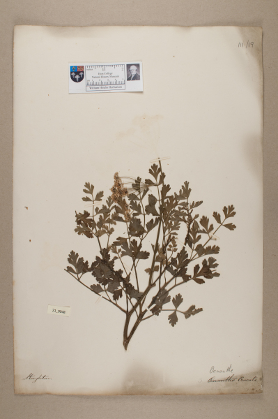 NHM_HH_21.48-2010 image NHM_HH_21.48-2010