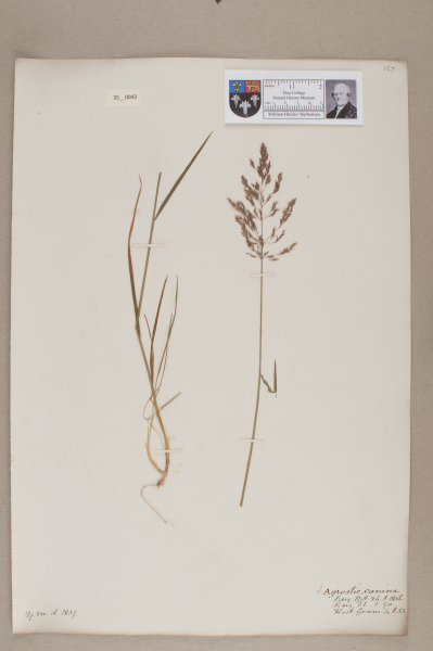 NHM_HH_35.43-2010 image NHM_HH_35.43-2010