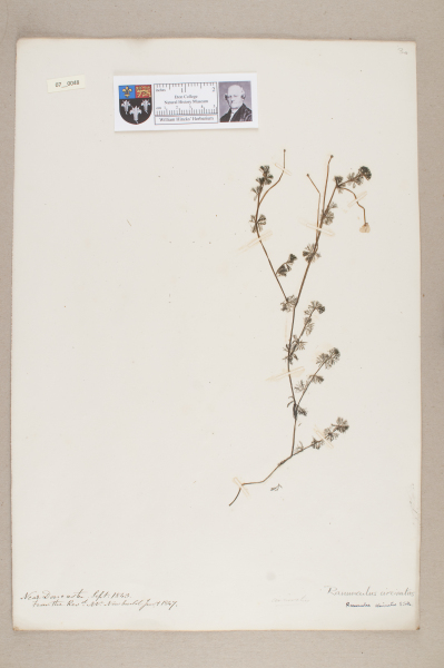 NHM_HH_7.48-2010 image NHM_HH_7.48-2010