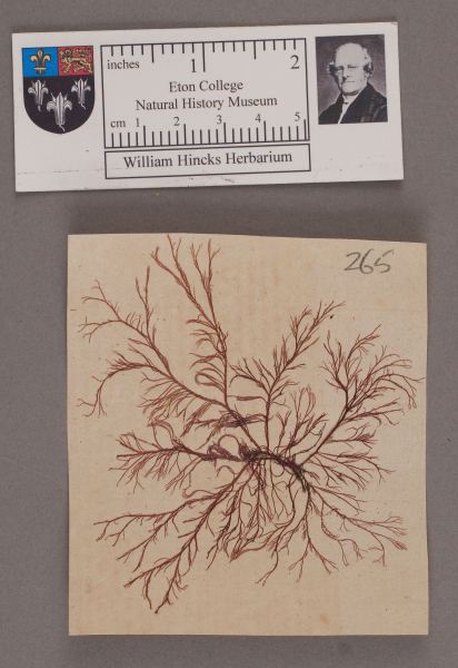 NHM_HH_1.265-2010 image NHM_HH_1.265-2010