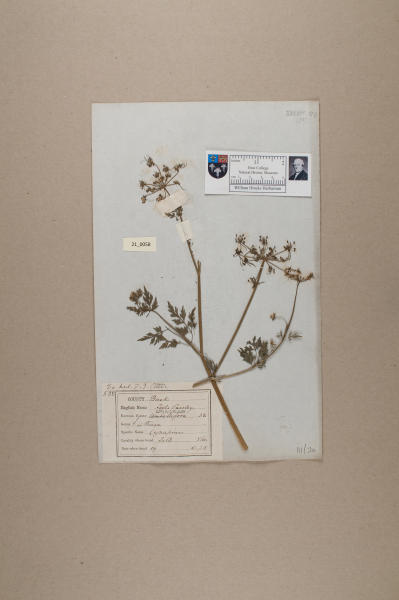 NHM_HH_21.58-2010 image NHM_HH_21.58-2010