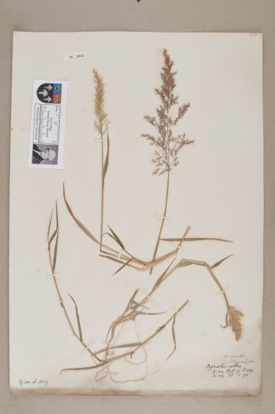 NHM_HH_35.53-2010 image NHM_HH_35.53-2010