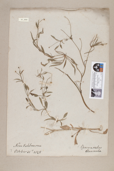 NHM_HH_7.58-2010 image NHM_HH_7.58-2010