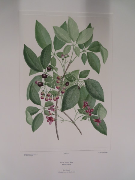 FDA-E.2916_25_13-2016 image FDA-E.2916_25_13-2016