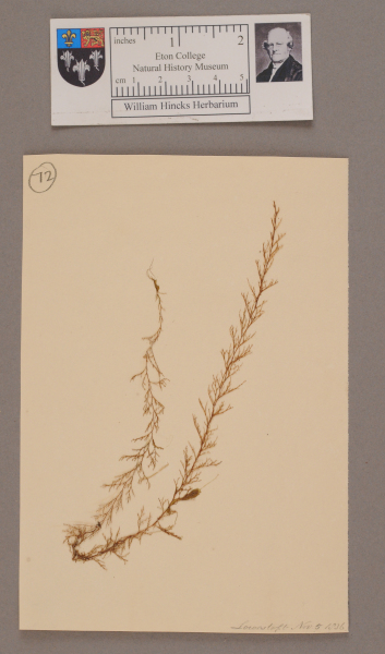 NHM_HH_1.72-2010 image NHM_HH_1.72-2010