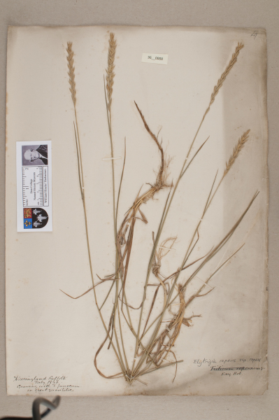 NHM_HH_36.8-2010 image NHM_HH_36.8-2010