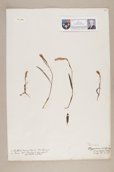 NHM_HH_8.58-2010 image NHM_HH_8.58-2010